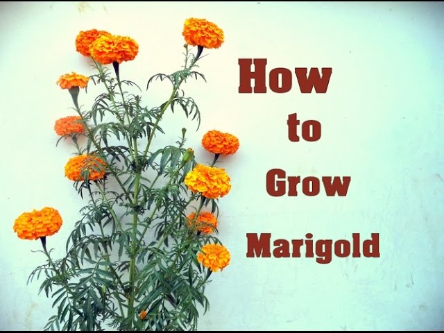 How to Shift Big Marigold In the Pot | Marigold  Care & tips. Mammal Bonsai - December 2016