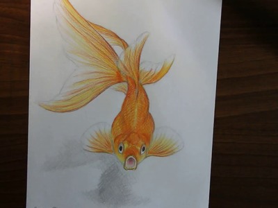 3D ART Drawing - A gold fish