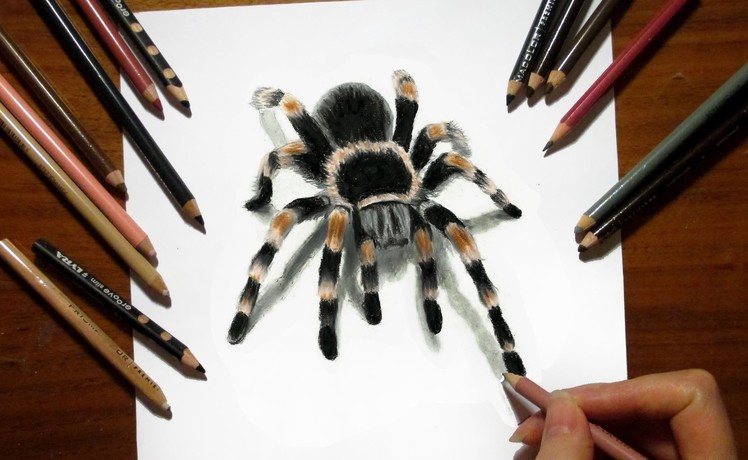 3D Drawing Tarantula Spider in Colored Pencil - Speed Draw | Jasmina Susak