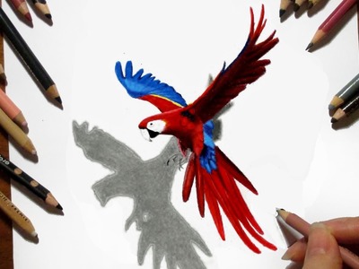 Time Lapse 3D Drawing: Flying Parrot