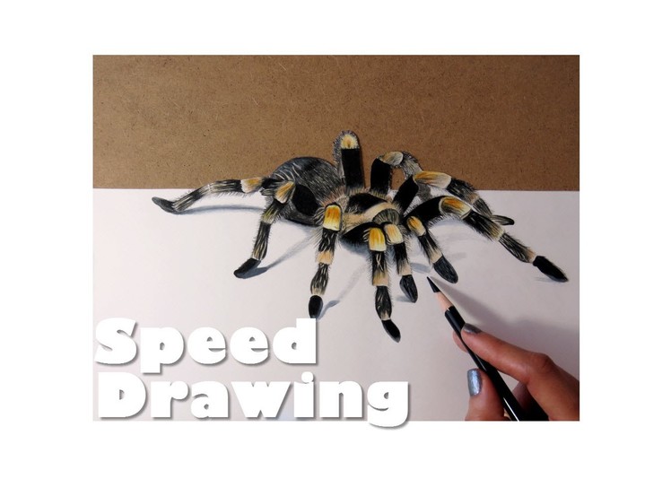 3D Spider Drawing | Realistic Illusion | Drawing a Tarantula