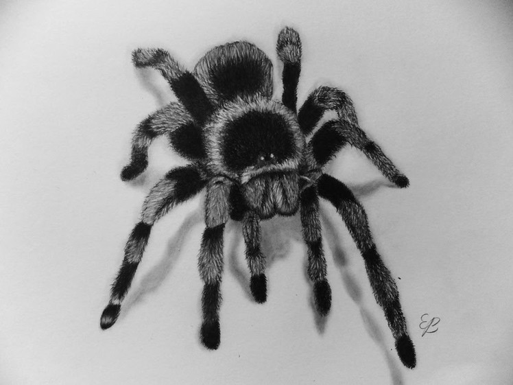 How To Draw A Spider Step By Step-3D Illusion