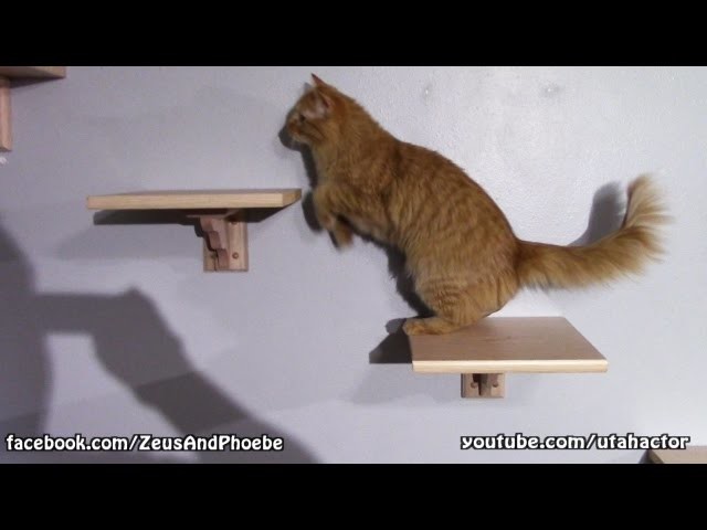 DIY Custom Cat Shelf & Stairs