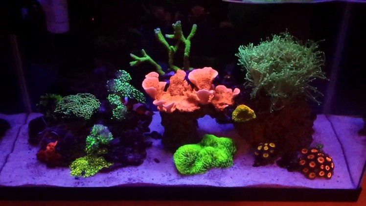 DIY LED Light Diffuser & DIY Nano Protein Skimmer - 10 Gallon Reef Tank Update