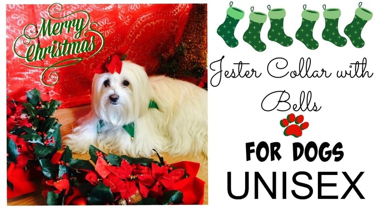 DIY Jester Christmas Collar for Dogs UNISEX Coton de tulear I Lorentix