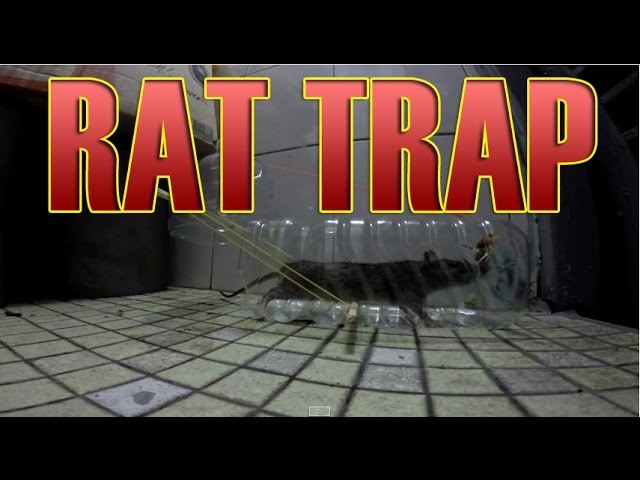 Homemade DIY mouse Rat Trap for rat control - How to make