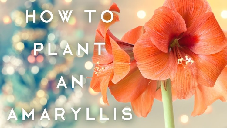 How to Plant an Amaryllis PLUS Faux Aged Terra Cotta Pots - DiY Holiday Gift Tutorial