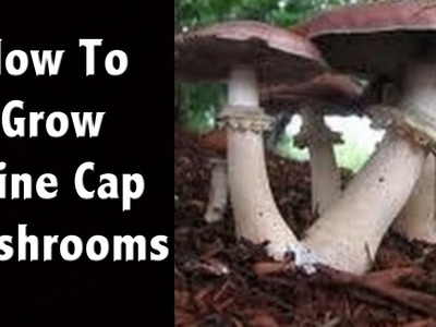 How To Grow Wine Cap Mushrooms at Home - Mushroom Farming