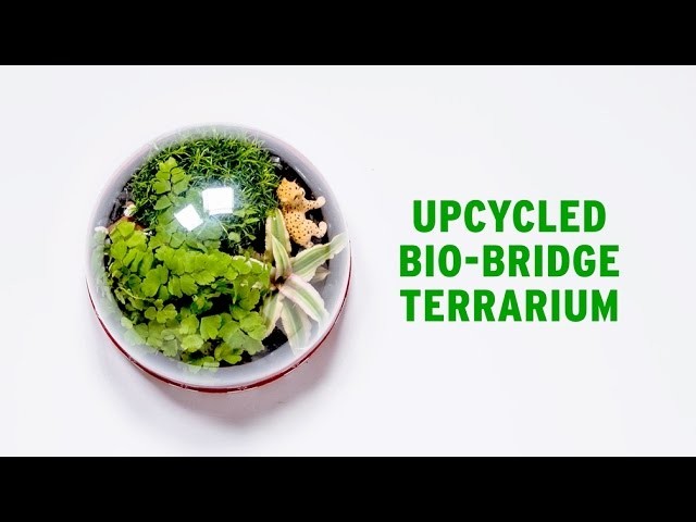 How To: Make your own Terrarium - The Body Shop