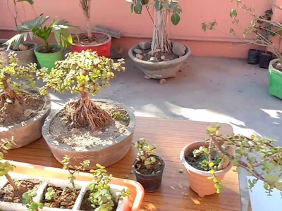 How to make Bonsai with jade plant | different jade bonsai