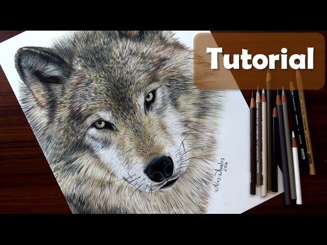 Cómo dibujar un lobo - Cómo dibujar pelo de animal - How to draw a Wolf