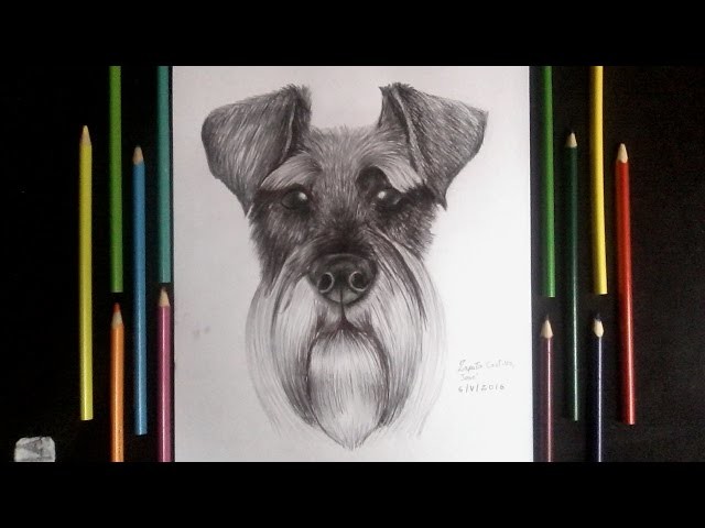 Dibujando un perro schnauzer a lapiz y boligrafo  - Drawing a dog schanuzer | HD