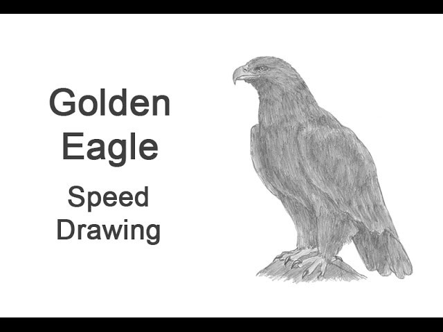 Golden Eagle Time-lapse (Speed) Drawing