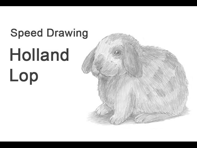 Holland Lop Bunny Time-lapse (Speed) Drawing