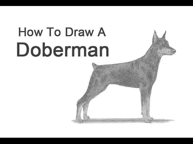 How to Draw a Dog (Doberman Pinscher)