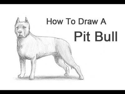 How to Draw a Dog (Pit Bull)