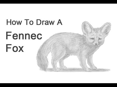 How to Draw a Fennec Fox