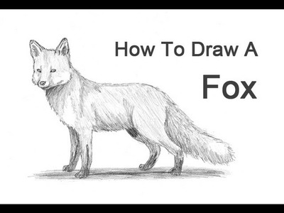 How to Draw a Fox (Red Fox)