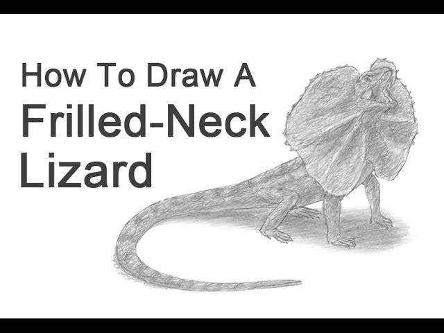 How to Draw a Frilled-Neck Lizard