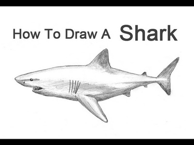 How to Draw a Shark (Great White)