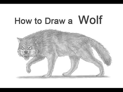 How to Draw a Wolf Growling (Snarling)
