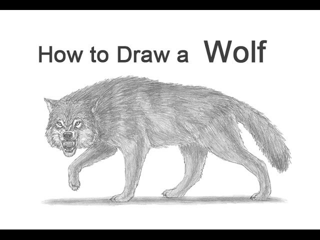 How to Draw a Wolf Growling (Snarling)