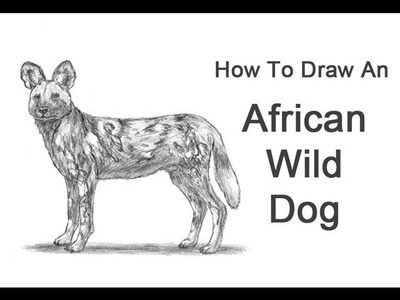 How to Draw an African Wild Dog