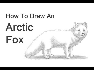 How to Draw an Arctic Fox