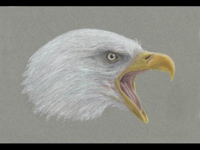 Special Fourth of July Bald Eagle Drawing!