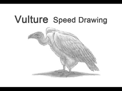 Vulture Time-lapse (Speed) Drawing
