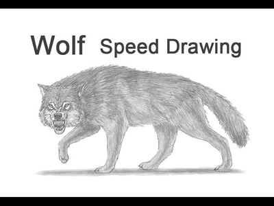 Wolf Growling. Snarling Time-lapse (Speed) Drawing