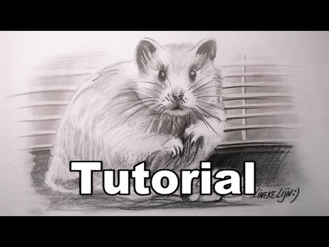 How to draw a Hamster. animal drawings. #28