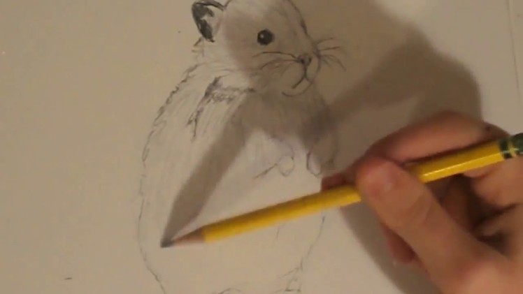 How To Draw A Hamster!