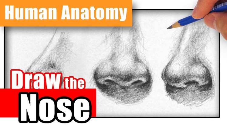 How to Draw a Nose the Easy Way - Different Angles