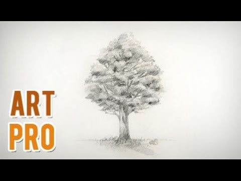 How to draw a realistic tree step by step