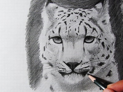 How To Draw a Snow Leopard