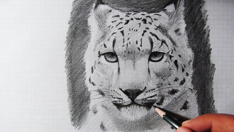 How To Draw a Snow Leopard