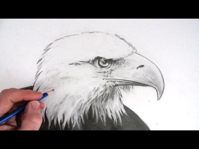 How to Draw an Eagles Head Narrated Step by Step