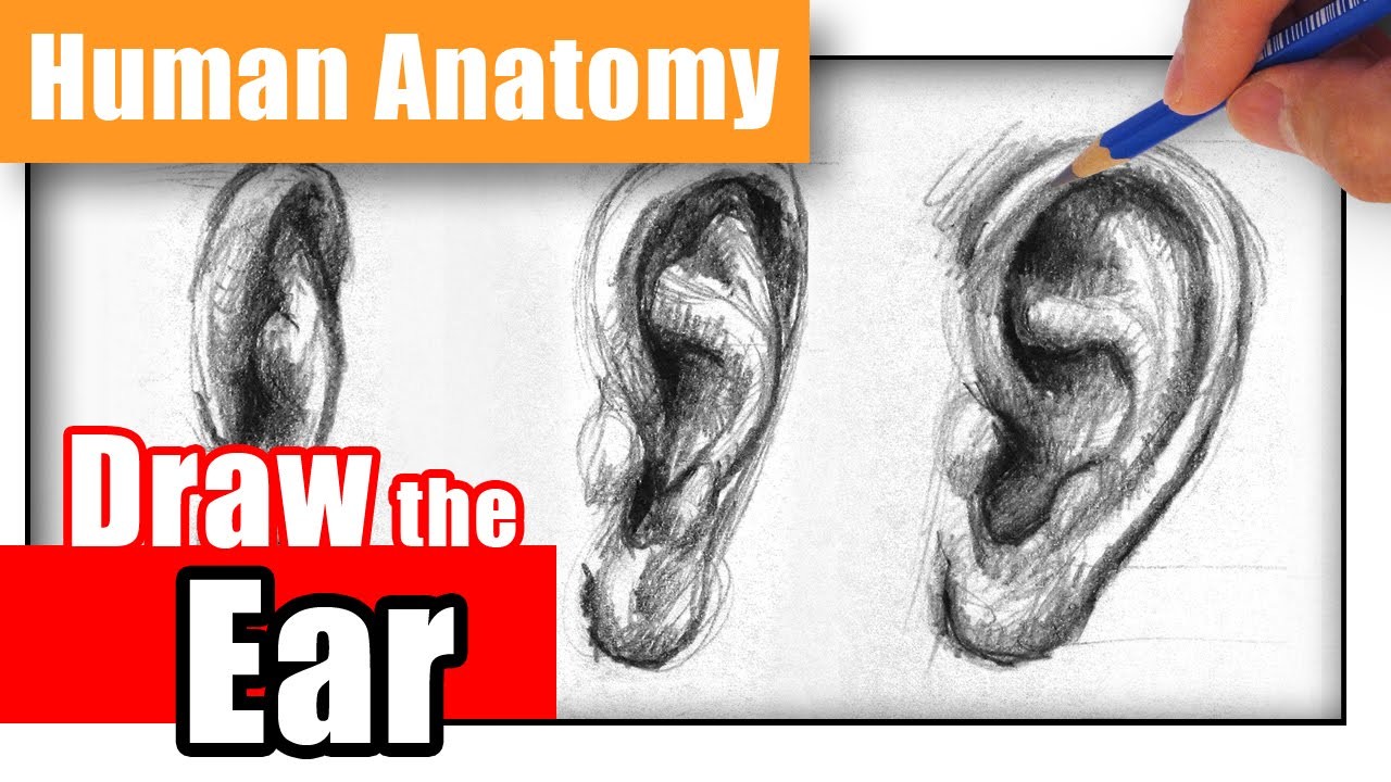 How to Draw the Ear the Easy Way - Different Angles