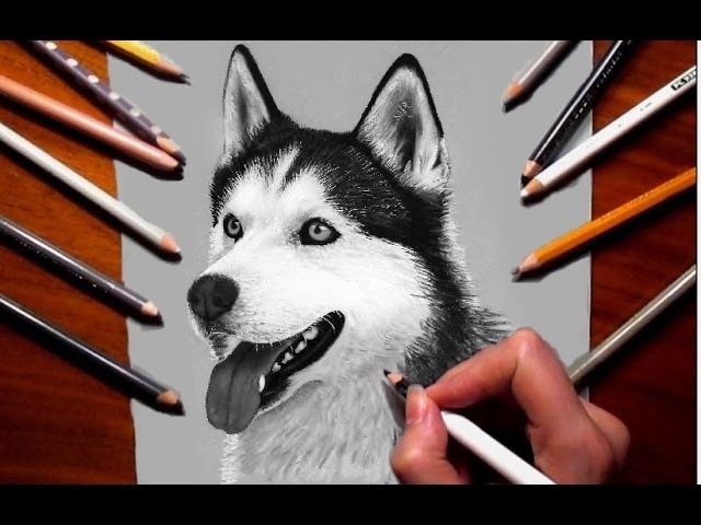 Pencil Drawing: Siberian Husky - Speed Draw, Jasmina Susak