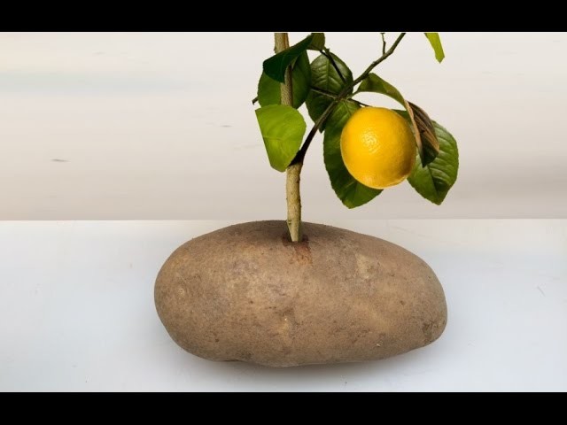 Put A Lemon Cutting In A Potato And Watch It GROW!!!