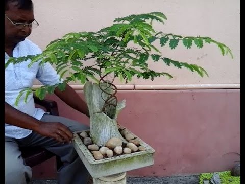 How to make bonsai Tamarind tree (update)