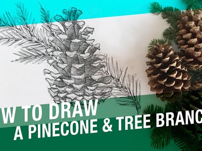 How To Draw A Pinecone & Pine Tree Branch (Winter)
