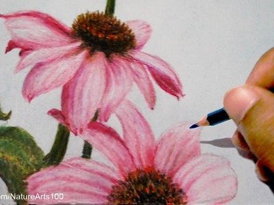 Drawing Roses: Echinacea purpurea With Colored pencils