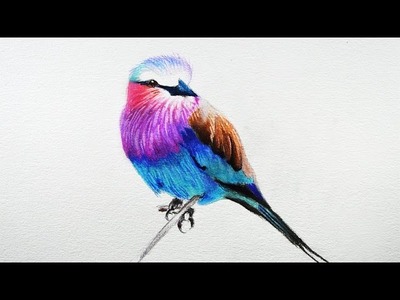 How to draw a bird -- Prismacolor colored pencils.