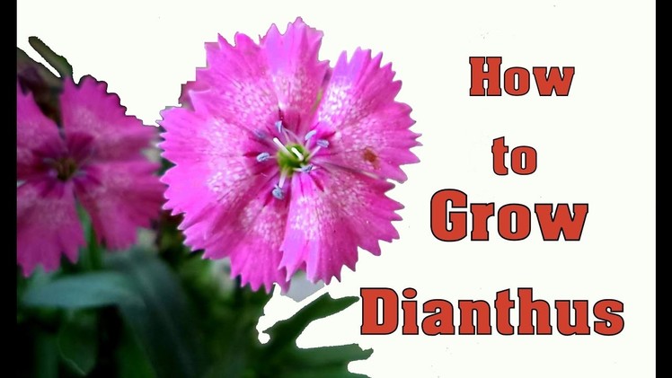 How to Grow & Care  Dianthus in pot. Winter Flowers. Mammal Bonsai -  Jan 2016