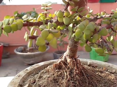 How to make Bonsai update | Jade plant Bonsai , Root over rock Bonsai Style update