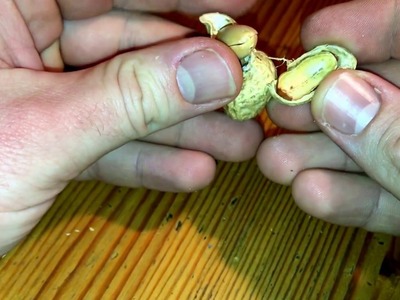 How to open peanuts nut cracking DIY