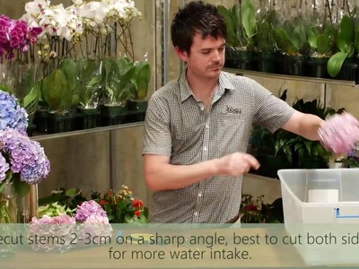Hydrangeas Wilting in Vase - How to Keep Cut Hydrangea Fresh