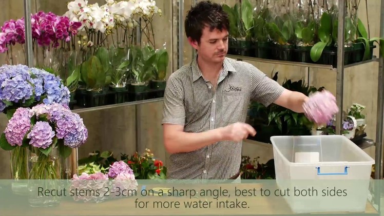 Hydrangeas Wilting in Vase - How to Keep Cut Hydrangea Fresh